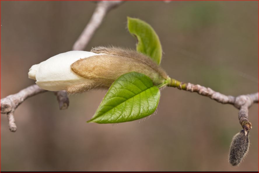 Magnolia kobus?  No, probabile  ibrido di Magnolia denudata